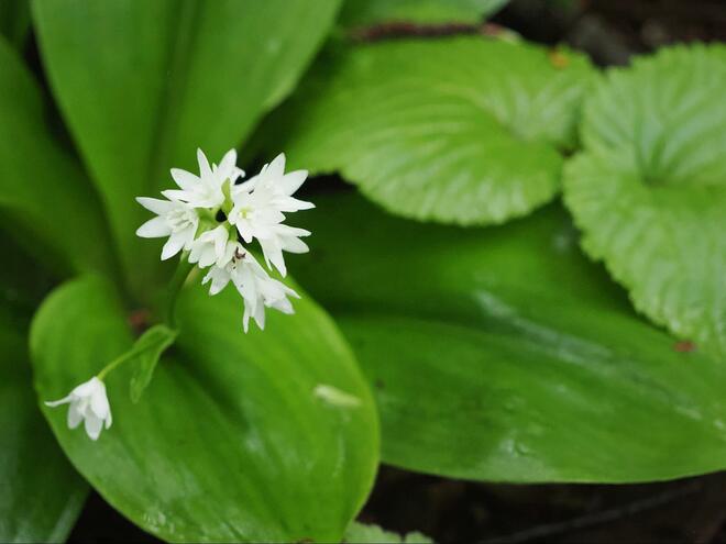 雨や霧で花弁が透き通る “スケルトンフラワー”「サンカヨウ」 梅雨時でもアクセスしやすい、往復約1時間のスポット3選！の画像010