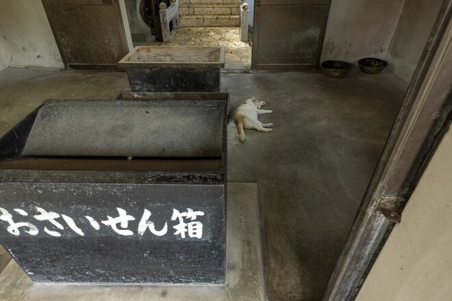 宮古島の島猫散歩におすすめ！  漲水御嶽エリア、白猫に導かれ日本最南端の神社へ【琉球島猫百景 vol.19「創造神話の聖地に棲まう白猫族」沖縄県宮古島】の画像003
