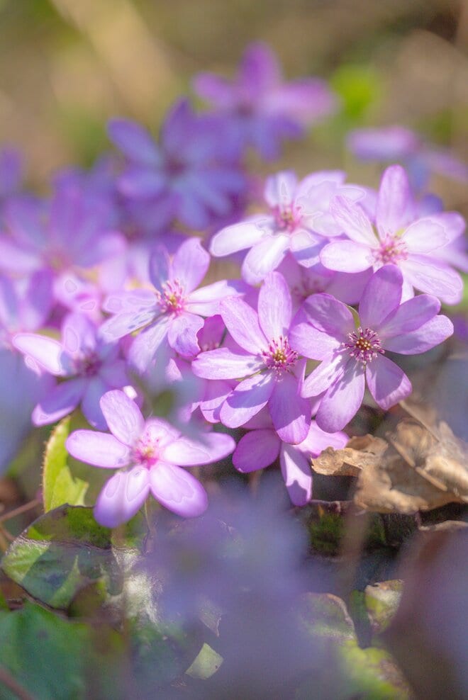 【ハイカー女子のレポ】雪解けの奇跡に出会う山へ！  角田山で出会う雪割草とカタクリ春　新潟県｜2026年の画像007