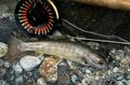 【渓流釣り解禁！】 雪残る山中を釣り上がる 「たった一匹の渓魚を釣るために」 長野県 2025年の画像003