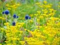 紅葉シーズン最盛期間近！「白馬五竜高山植物園」 一足早い秋の高原を彩る国内外の“高山植物の競演”に酔うの画像007