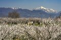 まさに見頃！「一目十万本！ 日本一のあんずの里」に春が来た！ ピンクに染まる山里の景色 【第67回あんずまつり】2022年の画像008