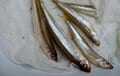 【まさに「薄氷を踏む」解禁！】群馬県・赤城大沼「氷上ワカサギ釣り」がついにシーズンインの画像011
