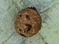 “職業柄よく出会います” 生活圏にも潜む！ 身近な危険生物「クマの被害が多いですがスズメバチにもご用心を」2023年・秋の画像002