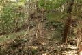 次々に現れる切岸に驚きの連続！  大勢力のはざまで揺れた小豪族の宿命　石見国・松山城〈前編〉（島根県江津市）【戦国の山城を攻める vol.03】の画像021
