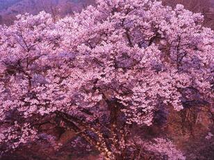 山笑う春！ きれいに撮りたい「花々の写真」 映える？ 残念…？ カメラ歴20年ライターが教える4つの「撮影テクニック」スマホでもできる「コツとワザ」