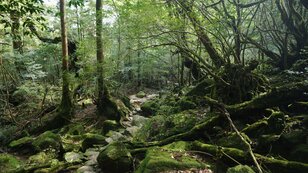 ジブリアニメ『もののけ姫』の舞台!?  世界遺産・屋久島「白谷雲水峡」深すぎる緑の絶景