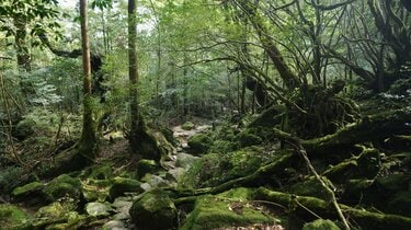 ジブリアニメ『もののけ姫』の舞台!? 世界遺産・屋久島「白谷雲水峡
