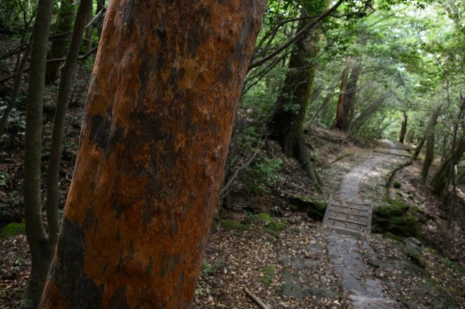 【開聞岳＆霧島山】登山好きを魅了する鹿児島の「日本百名山 2座」を “はしご” でめぐるの画像013