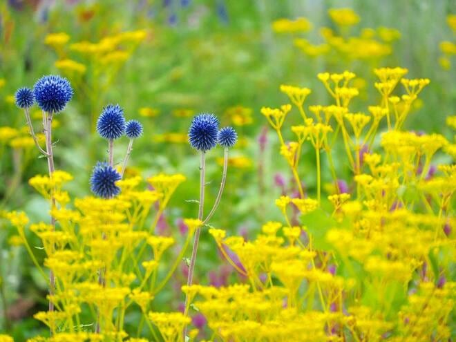 紅葉シーズン最盛期間近！「白馬五竜高山植物園」 一足早い秋の高原を彩る国内外の“高山植物の競演”に酔うの画像007