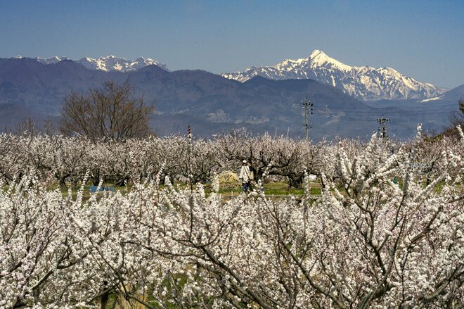 まさに見頃！「一目十万本！ 日本一のあんずの里」に春が来た！ ピンクに染まる山里の景色 【第67回あんずまつり】2022年の画像008