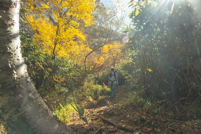 【登山】そこは、まるで天上の楽園！  “秋空を映す水鏡、黄金色の高層湿原になだらかに続く木道”  彩り鮮やかな原生林「苗場山」 長野県｜新潟県 2026年の画像010