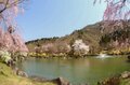 カタクリとサクラの共演！ 「歴史を感じる城跡へ続く道、春の里山でお花見登山」 【新潟県 坂戸山 2024年】の画像002