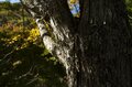 紅葉の季節！ 香りに誘われて見上げた空「お菓子のような甘い匂いのハートの葉」の正体は？の画像003