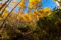 真っ盛りの紅葉を抜け、荒涼とした山頂部へ！  シマリス駆ける北海道、大雪山「赤岳」の美しすぎる絶景・紅葉狩り登山  2024年の画像002