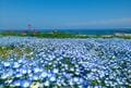 関東屈指「花の絶景スポット」2か所を1日でめぐる！  丘一面 “青の世界”「国営ひたち海浜公園」ネモフィラ＆ライトアップ「あしかがフラワーパーク」 藤の花の画像004