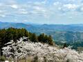 静岡の名低山「栗ヶ岳」 山頂まで1時間「かっぽしテラス」から「世界農業遺産」風景の絶景！  ゆる～いカモシカにも遭遇「登山レポ」の画像008