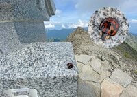 ＜標高3,000mオーバーにもいるんです！＞足元の昆虫を楽しむ「マクロな夏山トレッキング」のすすめ【キジ博士のナチュラリスト入門 vol.7】
