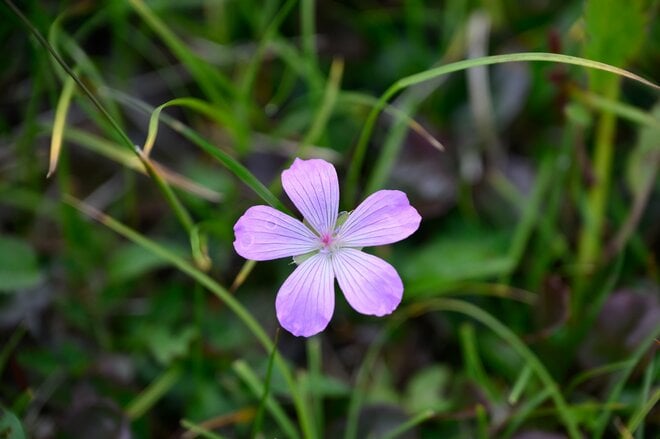 UNMAP YOUR LIFE ～栃木県 白根山編～ 自分を解放する、こだわりの時間の画像009