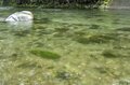 【渓流釣り】「優しい雨は釣りも易しくしてくれる？」京都じゃなくて山梨！ ビギナーからエキスパートまで幅広い層に人気の桂川 2022年の画像004