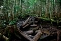 【この秋、絶対！ 八ヶ岳】第5回「天狗岳」 白駒池を通って空に突き出た双耳峰への画像001