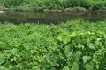 身近な里川は「ルアー天国」 婚姻色の「カワムツ＆オイカワ」が次々ヒット！  今注目の「チャビング」3時間で22匹「釣果の秘訣」とは！？【栃木県・姿川】の画像003