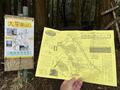 東丹沢の玄関口でひっそりと咲き始めた「ミツマタ群生地の穴場」で輝く“黄金のポンポン”  まもなく見頃に！【神奈川県】2025年の画像002