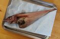 【きまぐれクックにも登場】「これ、ホントに食べられる？」めっちゃレアな人面深海魚「トウジン」のお味はいかに？の画像003