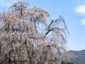 「開花ピーク直前！」高遠城址公園だけじゃない！ 南アルプスの麓のおすすめ桜スポット4選【長野県伊那市】の画像004