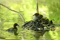 「赤ちゃんをおんぶする水鳥」 激萌え赤ちゃんに胸キュン！  都市公園の池でイクメンも大奮闘  2024年【東京都】の画像003