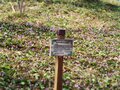 【お花見ハイキング】ヤマザクラとカタクリの共演！ 豪雪地にも遅い春がやってきた〈新潟県・上越市〉2022年の画像004