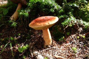 【アウトドア豆知識】信じたら危ない「毒キノコの見分け方」にまつわるエトセトラ