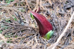【春の訪れと共に去るはかない存在】山の春告花「座禅草（ざぜんそう）」って知ってますか