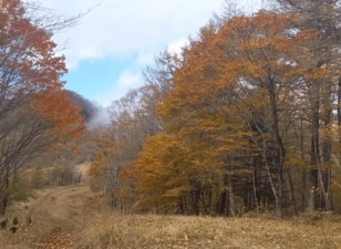 美しい紅葉と清流のマイナスイオンに包まれる！  秋の癒しハイキング「鷹ノ巣山」 急登の先に待つ山頂エリアは絶景！  登山レポ【東京都西多摩郡奥多摩町】