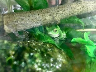 キャンプは好きだけど、カエルにコオロギ… 実は小さな「生き物」が苦手！  そんなアナタの心境が変化する？「鳴き声＆習性」の面白エピソード3選