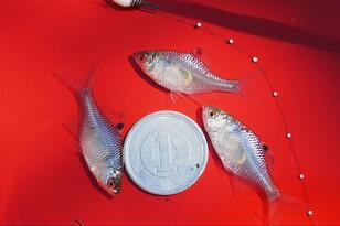 【小さくても深い、タナゴ釣りの世界】「名人のカスタマイズ針」 釣果に驚愕！  アタリ数は同じでも… 差がついた掛かり＆サイズ「市販針と比較」検証レポ