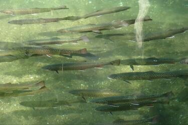 BUSH MASTER FLY 764F ヤマメ　イワナ　管理釣場 BUSH MASTER FLY 764F ヤマメ イワナ 管理釣場