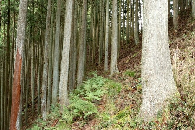 【NHK大河『豊臣兄弟！』ゆかりの城】実にしつこい… 光秀が築いた「丹波 二大山城」のひとつ「丹波国・周山城〈前編〉」（京都府京都市）【戦国の山城を攻める vol.09】の画像009