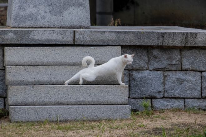 アート、ときどき島猫。男木島・女木島・豊島【「瀬戸内トリエンニャーレな旅（前編）」琉球島猫百景 vol.21〈特別編〉】の画像006