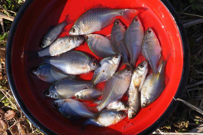 「春間近のタナゴ釣り」水中カメラが捉えた意外な結果！ 穏やかな水路＆川底を急変させた“春のきざし”とは？【茨城・牛久水郷】の画像015