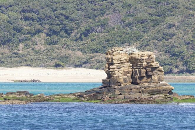 【バードウォッチング】エメラルドグリーンに輝く絶海の離島で子育てを始めた猛禽類「ミサゴ」 カラスの執拗なちょっかいに怒り爆発の瞬間を目撃した！  長崎県｜2026年の画像003