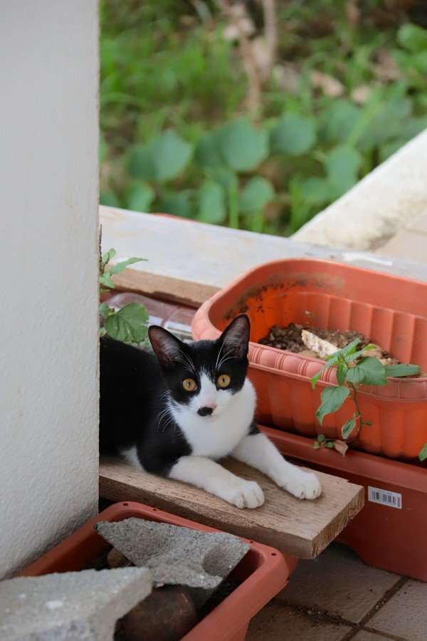 画像・写真：愛くるしい猫たちは高い透明度を誇るパナリ島の海のよう