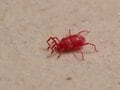 【期間限定】お宝発見の「大発生の赤いダニ」は脱・出会い系！  完全コピペのクローンかも！？  やっかいものの正しいトリセツとは『簡単対処法教えます』の画像001