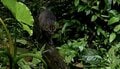 2.22（にゃんにゃんにゃんの日）世界自然遺産、太古から島に息づくキングオブ島猫「ヤママヤー」【琉球島猫百景〈特別編〉沖縄県・西表島】の画像005