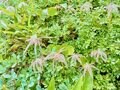 「チングルマの綿毛」が揺れる日本百名山・西吾妻山へ【日帰り登山レポート】〈福島県〉2022年の画像002