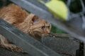 外で暮らす島猫たちは冷たい雨から身を守れているのだろうか？　不安定な天候の多い2月の沖縄にて【琉球島猫百景〈番外編〉「雨の日の猫たち」】の画像007