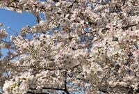 名古屋駅からアクセス良好「桜の名所3選」3月20日ごろから一斉スタート “桜まつり” で春満喫！  愛知県在住ライター厳選のスポット、電車で10分以内の場所も！