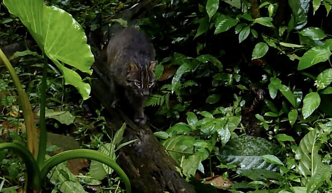 2.22（にゃんにゃんにゃんの日）世界自然遺産、太古から島に息づくキングオブ島猫「ヤママヤー」【琉球島猫百景〈特別編〉沖縄県・西表島】の画像005