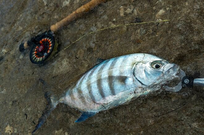 【鹿児島県】憧れのフラットシャロー！  フライフィッシングと昆虫観察、トレッキングを満喫した「奄美大島」トリップ   2025年の画像013