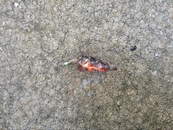 釣り「毒魚ほどよく釣れる」悪魔の法則！  絶対に覚えるべき「食べられない」「触れない」危険な魚6種！の画像007